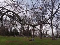 Chicago Ghost Hunters Group investigates Archer Woods Cemetery (10).JPG